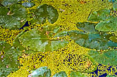 Nannuferi e lentiche d'acqua. Porvoo (Borg).